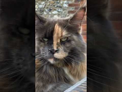 Cat says I love you without talking! How?