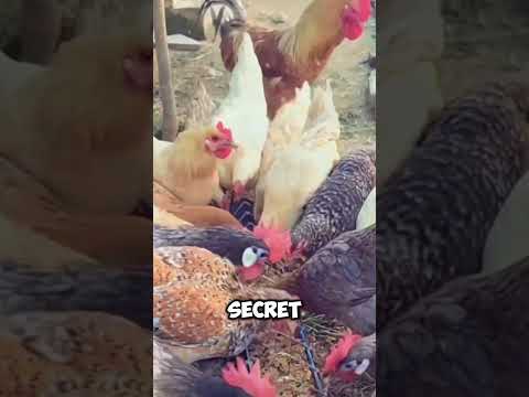 Amazing Chicken Farming Trick with Ginger🤯 #short #amazing #chicken #farming #ginger #viral #facts