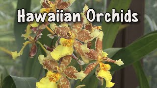 Orchids of Hawaii : A Visual Documentary -  Amazing Glorious Orchids of Hawaii