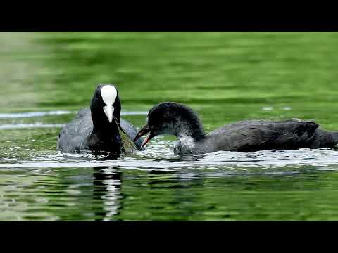 Sabina Higgins recites “Turn Back, O Man” 1916, Anthem for Peace and Anti War