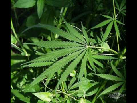 Unu vs. George Nicolescu-Mai avem nevoie si de iarba