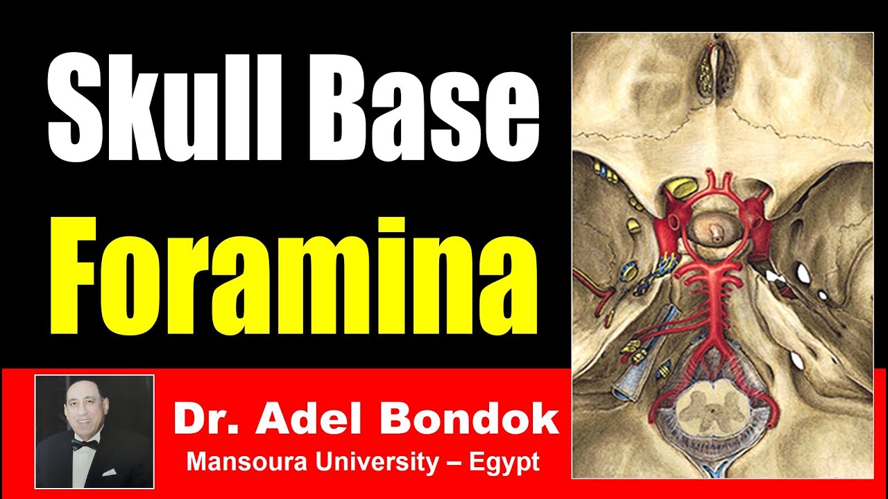 Foramina of the Skull and their Contents, Dr Adel Bondok