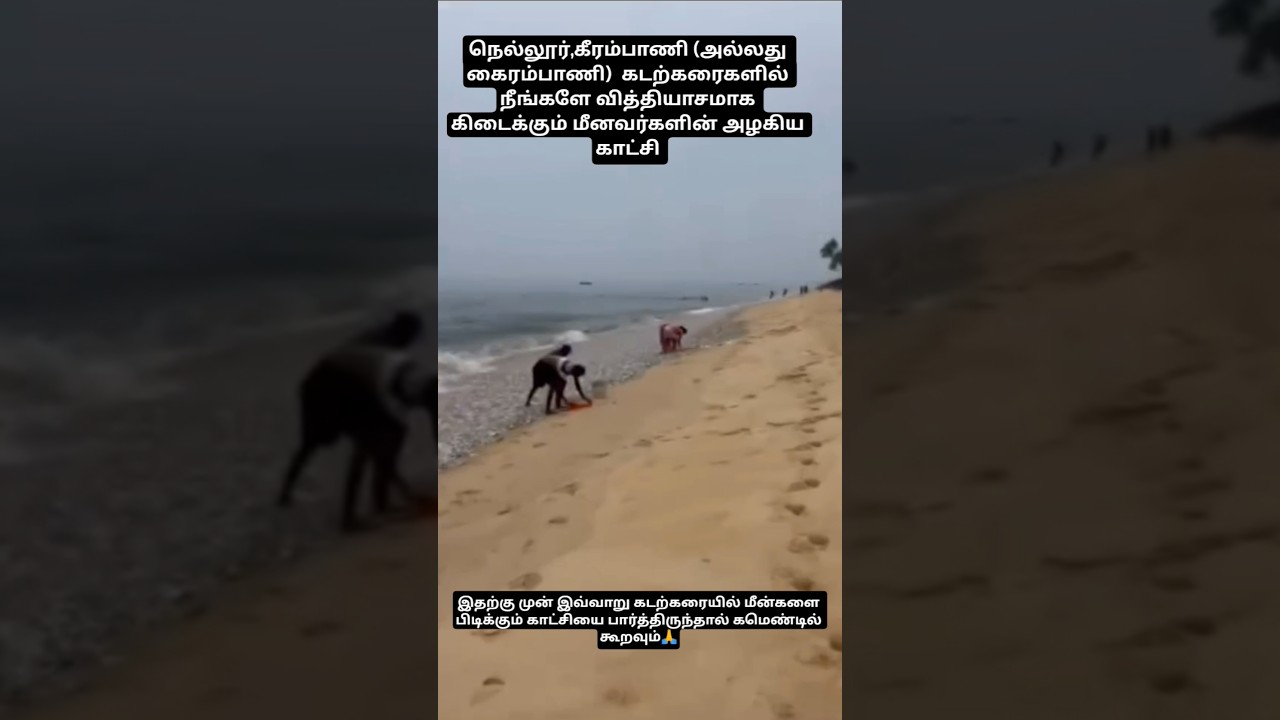 வித்தியாசமாக கடற்கரையில் மீன்களை பிடிக்கும் காட்சி🙏#fish#shorts#andra#ytshorts #viral#trending#like
