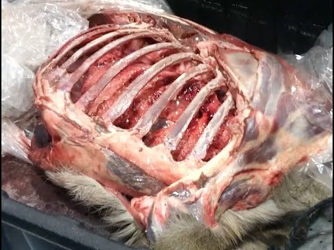 download lagu mp3 mp4 Home Interior Picture Of Doe And Fawn, download lagu Home Interior Picture Of Doe And Fawn gratis, unduh video klip Home Interior Picture Of Doe And Fawn