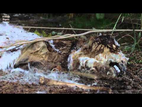 時代を超えた家畜たち