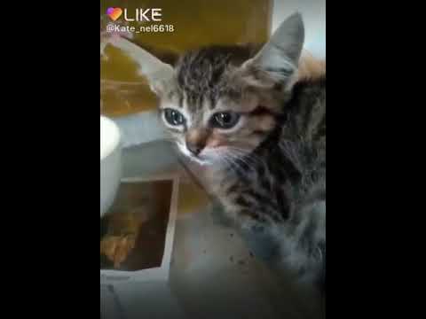 Это видео из лайка но у этого котёночка нет мамы он серота!!!кому жалко лайк🙏🐈😭😭😭👍