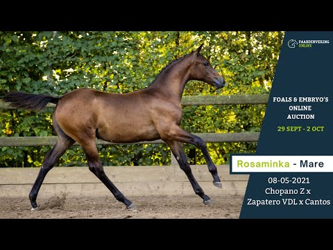 Rosaminka - Online Foal Auction – Paardenveilingonline.com