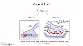 Neurona III - Neurobiología