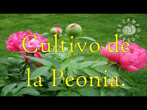 Peonia: cultivarla a partir de semillas