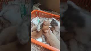 Download lagu Cucu-cucu saya ngan anak bulus saya #catvlog #cat #kucing #cutecat #vlogkucing mp3