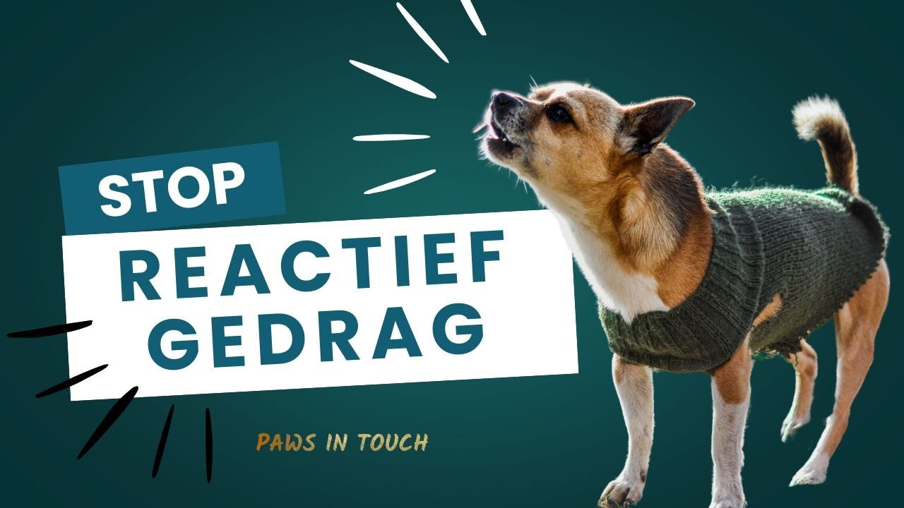 Probleemgedrag aanpakken: de cruciale fundering voor succes met je reactieve hond