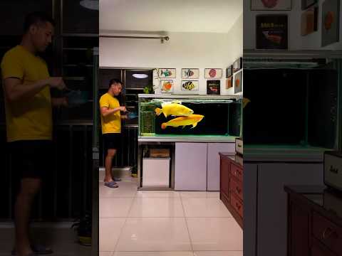 Feeding giant super red Arowana