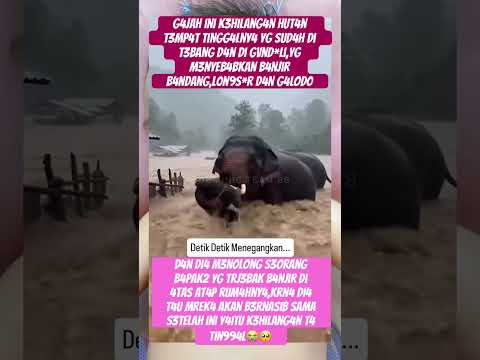 y4 allah mr3ka brn4sib sma y4itu korb4n k3serak4han manusia☹️😡 @Sorotan #viral #fypp #trending