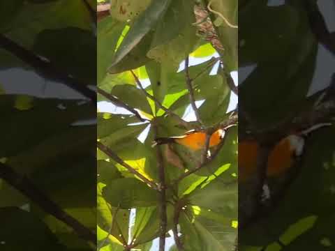 Corrupião em frente o hospital de Laranjal-MG #minasgerais #nature #passaros #animals