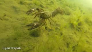 Whats Under Lake Whatcom?