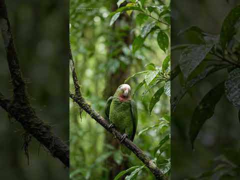 Moa: bosques, ríos y biodiversidad de Cuba