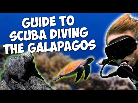 THE Ultimate guide to Scuba Diving in the GALAPAGOS