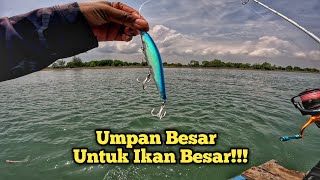 Download lagu Horrifying..!! Big fish are starving!! Fishing for a while and you'll catch a lot..! mp3