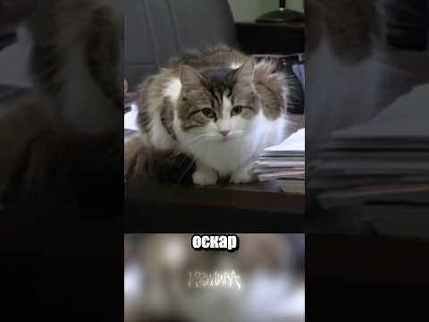 Вот это реально чёрный кот