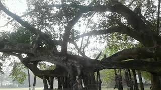 preview picture of video 'Asian 2nd largest banyan tree in jalikhata kalibari than. It's a pcful place with a 200yrs old tree'