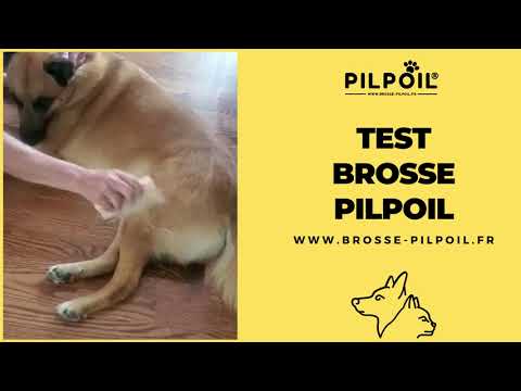 Vidéo client chien poils courts 9