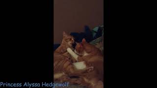 Pets Vlogs (The two brothers Hope and Angel)