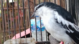 Download lagu Pancingan kapasan kemiri mp3