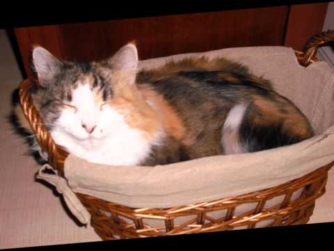 Video thumbnail for Won't You Be My Friend