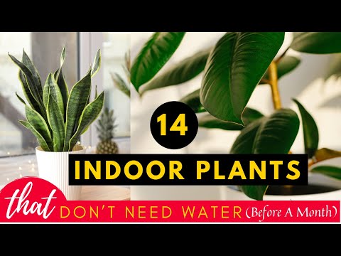 14 Indoor Plants That Don’t Need Water (Before A Month)