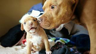 When Your Dog Gets Tired of Raising Puppies...😂