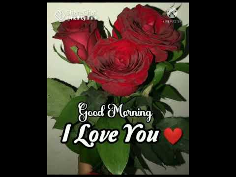 Cool Cool 😎 Good Morning, Love Flowers 🌹🌹 #kritika #shorts