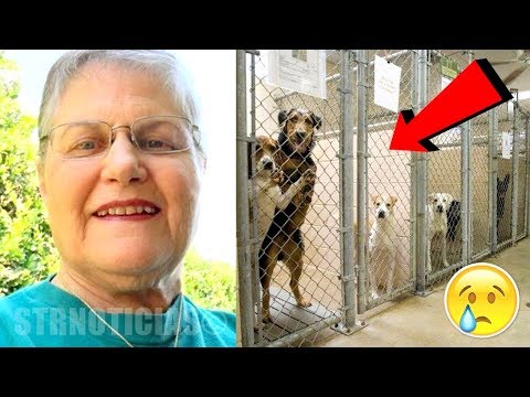 Mujer entra a la perrera y pregunta por el perro más viejo que nadie quiere ¡Mira quien sale! Video