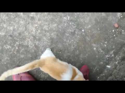 when pajju bites 🥺😺😂#cats #catbite #viralvideo #youtubeshorts #ytshorts