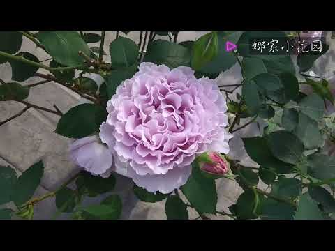 神仙打架！蜻蜓和霁色（两款神仙颜值的蓝紫色月季）的全方面对比（去年的春花存货）