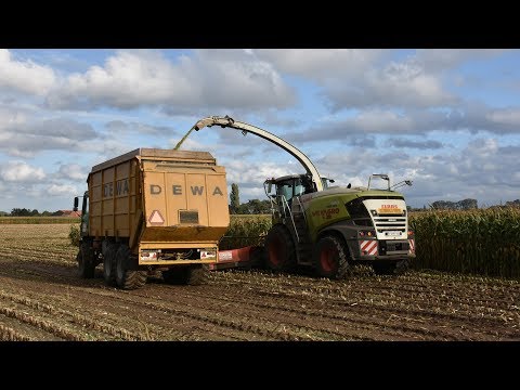 Claas Jaguar 960 & M.A.N. silagetruck - Wilvagro - mais 2019