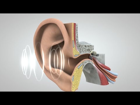 Journey of Sound to the Brain