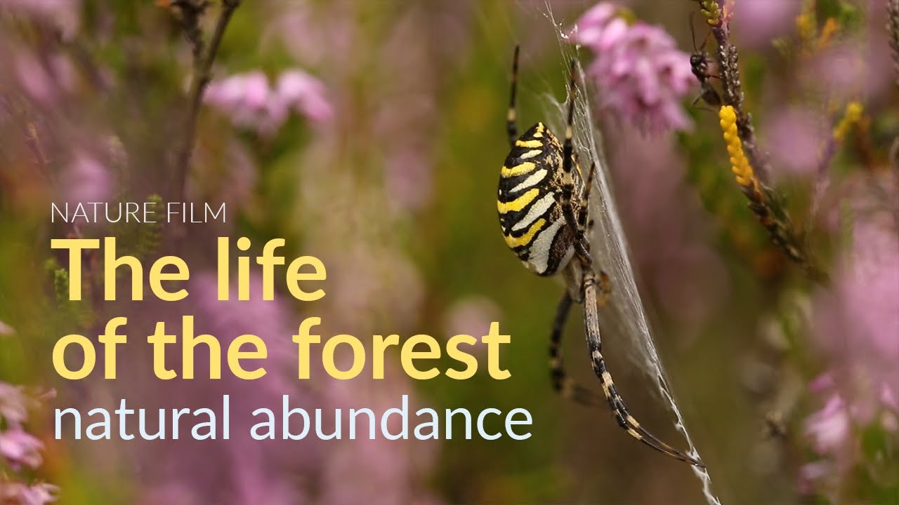 The life of the forest. Natural abundance