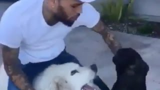 Trey Songz And Chris Brown Compare Dogs At Chris Hollywood Mansion