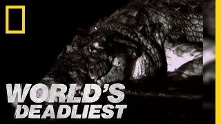 אריה נגד תנין | הקטלניים בעולם