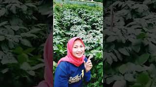 Download lagu pesona gadis desa || story wa petani cantik mp3