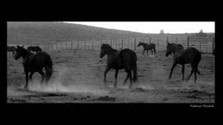 Mustangs (Horses) - Hang &#39;Em High - My Chemical Romance