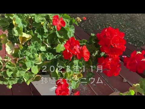 園芸 越冬バルコニーゼラニウム
