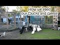 How We Feed Our Ducks And Geese