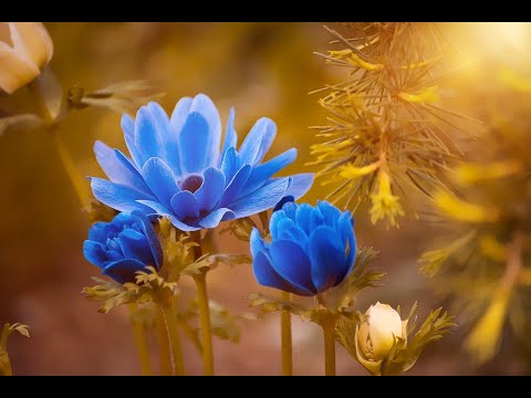 THE BEAUTY OF NATURE FLOWERS🌸🌺🌻🌹🌷🌼💐