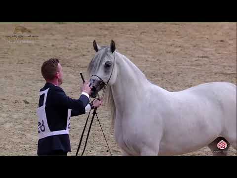 N 288 GHAYAT AL SHAHANIA   22nd Qatar National 2019   Mares 4 to 6 Years old Class 9B