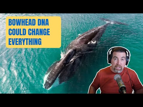 Whales don’t get cancer: How bowhead whale DNA could change human health