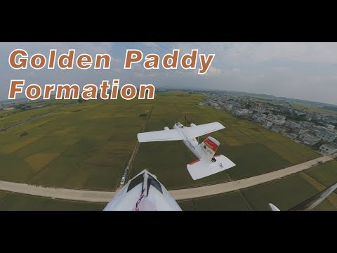 fpv-formation-chasing--over-golden-paddy--by-finwing-albabird