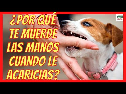 WHY DOES MY DOG BITE MY HANDS WHEN I PET HIM?🤷‍♀️HOW TO CALM A PUPPY THAT BITES?