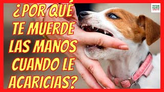 ¿PORQUE MI PERRO ME MUERDE LAS MANOS CUANDO LE ACARICIO🤷‍♀️¿CÓMO CALMAR A UN CACHORRO QUE MUERDE