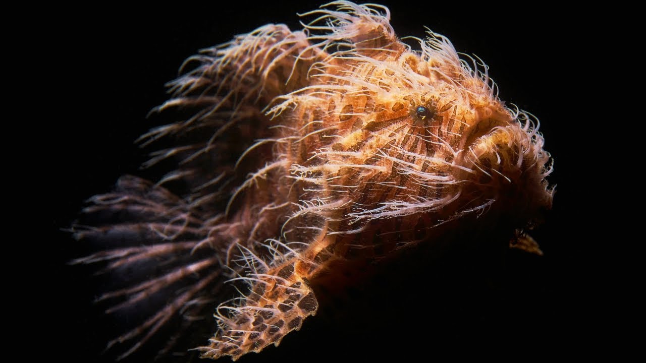 Frogfish: The Creature That Depends On Being Ugly To Survive